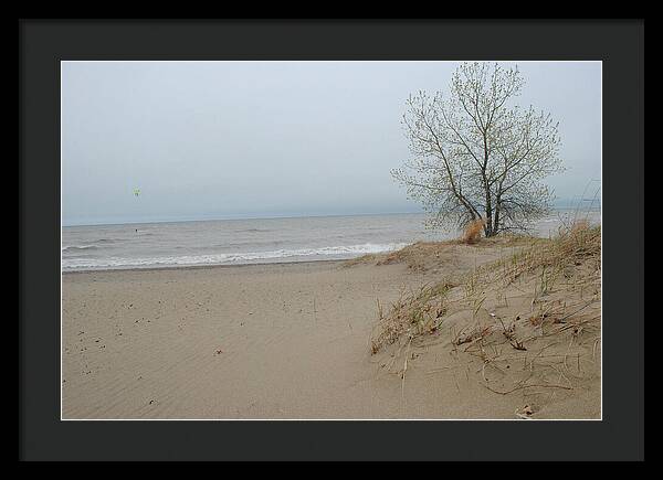 Lake Michigan Sandy Tree - Framed Print