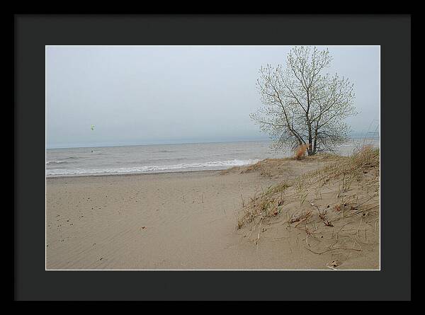 Lake Michigan Sandy Tree - Framed Print