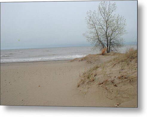 Lake Michigan Sandy Tree - Metal Print