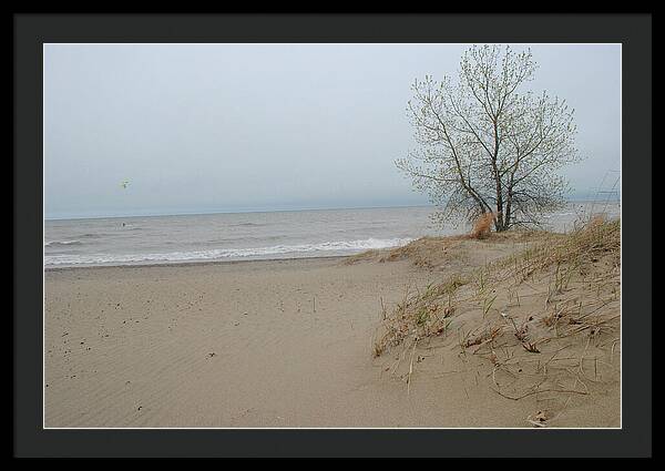 Lake Michigan Sandy Tree - Framed Print