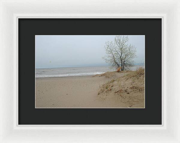 Lake Michigan Sandy Tree - Framed Print