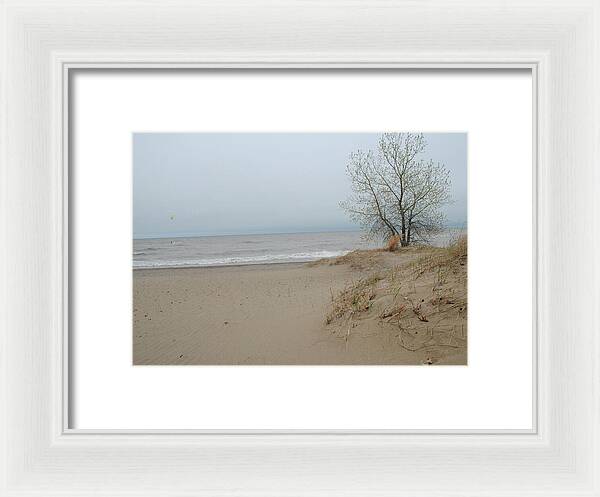 Lake Michigan Sandy Tree - Framed Print