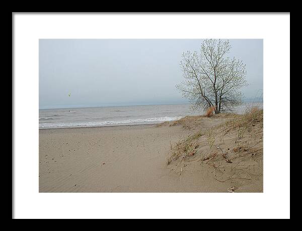 Lake Michigan Sandy Tree - Framed Print