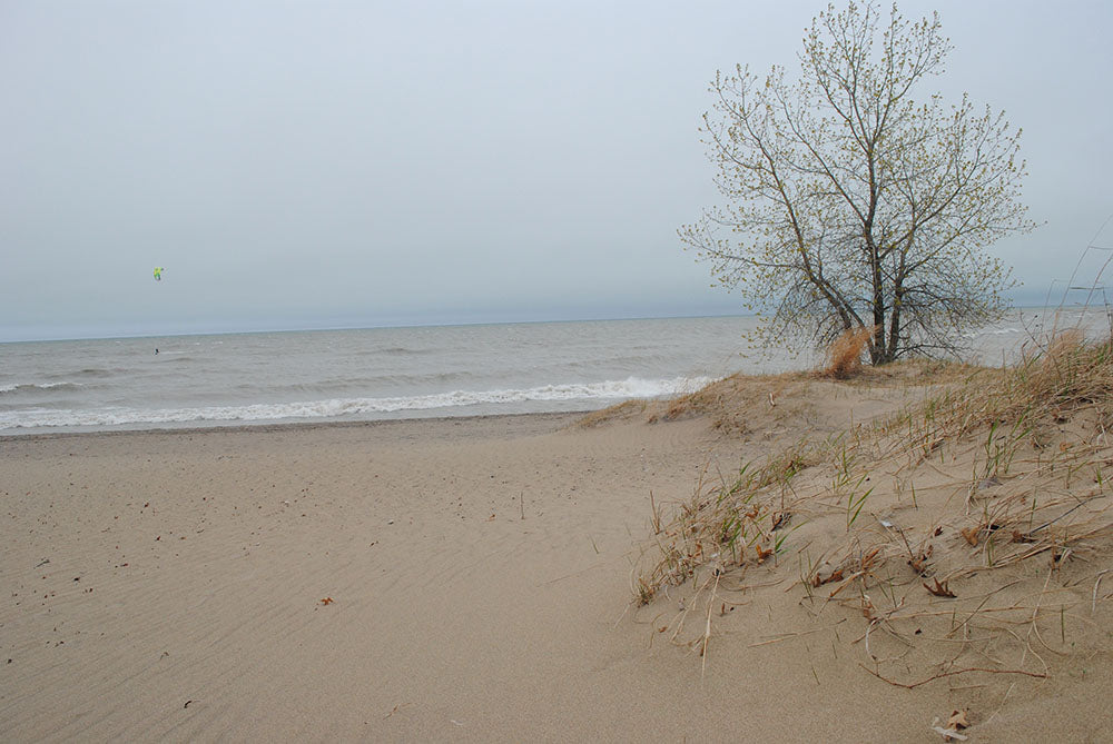 Lake Michigan Sandy Tree Digital Image Download