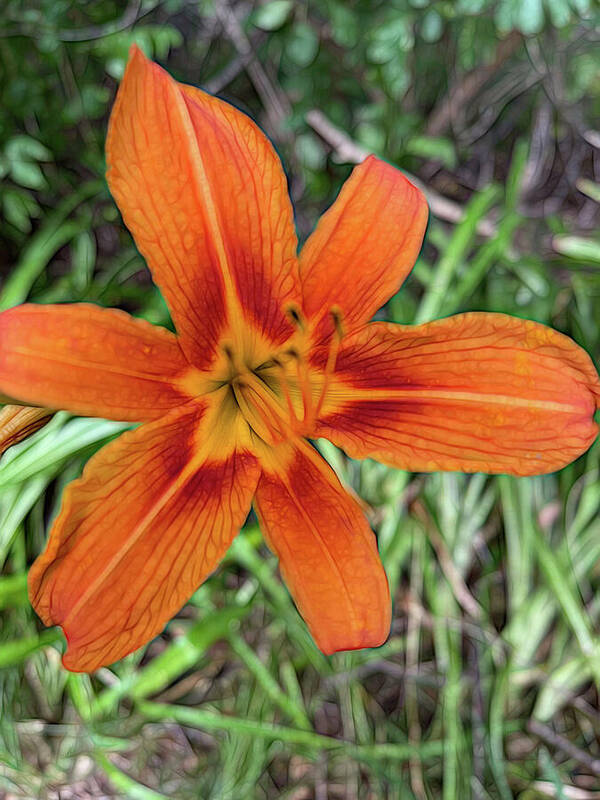 Late June Tiger Lily - Art Print