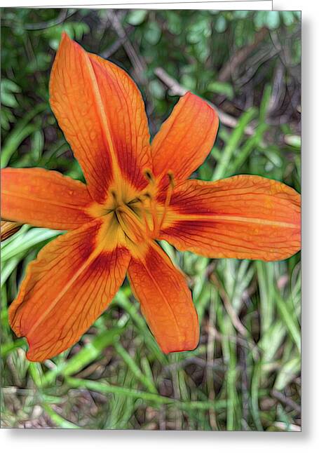 Late June Tiger Lily - Greeting Card