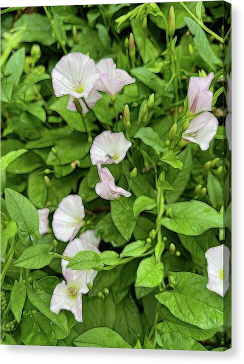 Morning Glories - Canvas Print