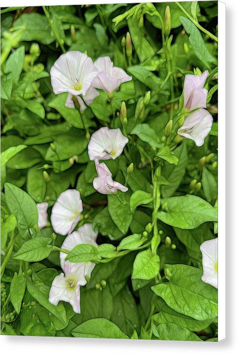 Morning Glories - Canvas Print