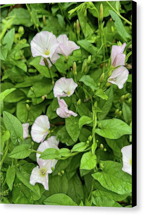 Morning Glories - Canvas Print