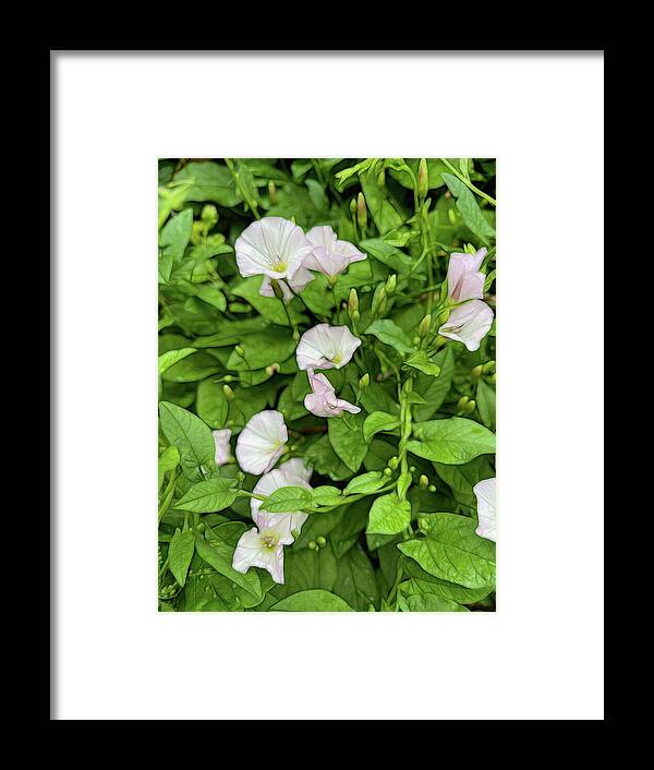 Morning Glories - Framed Print