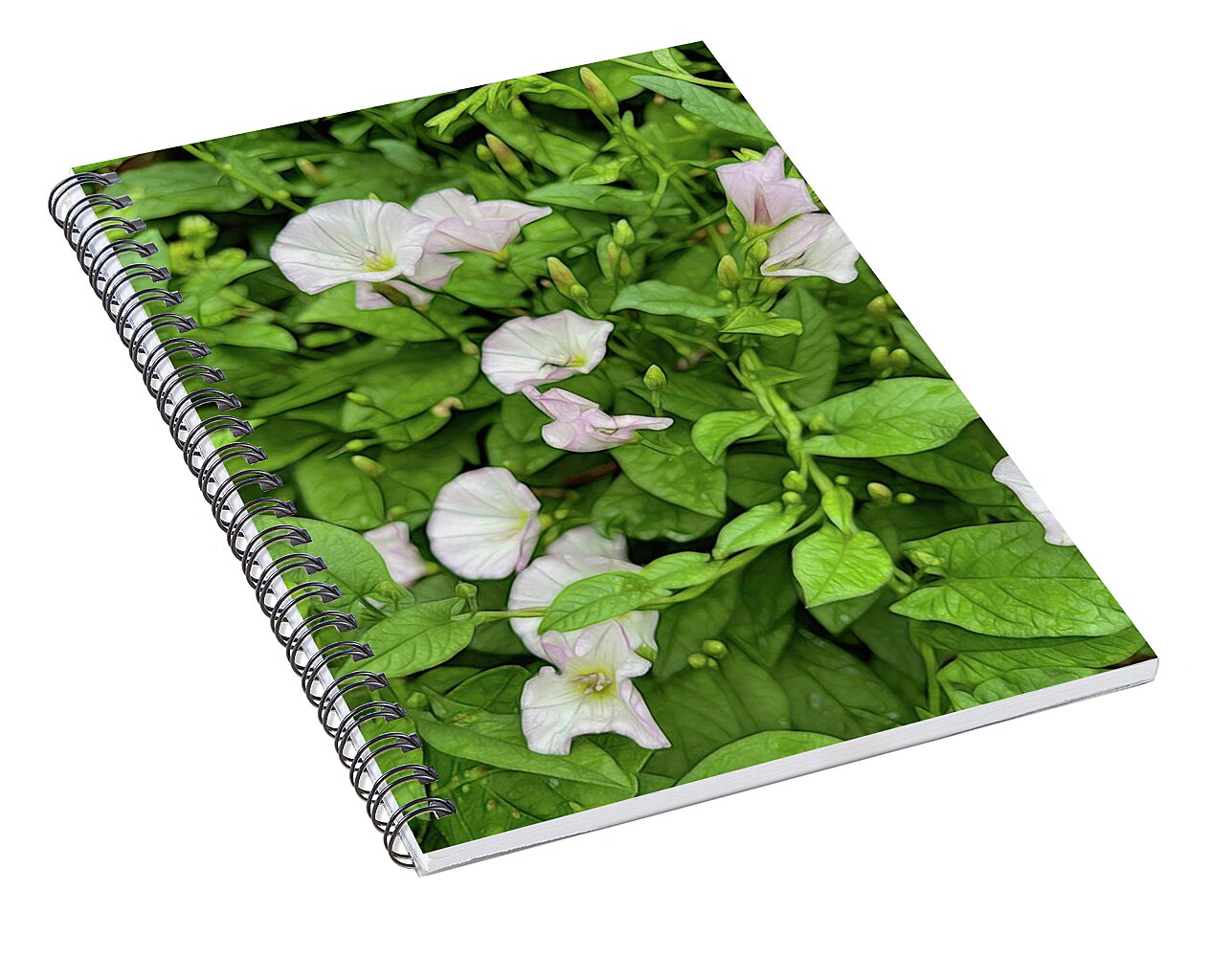 Morning Glories - Spiral Notebook