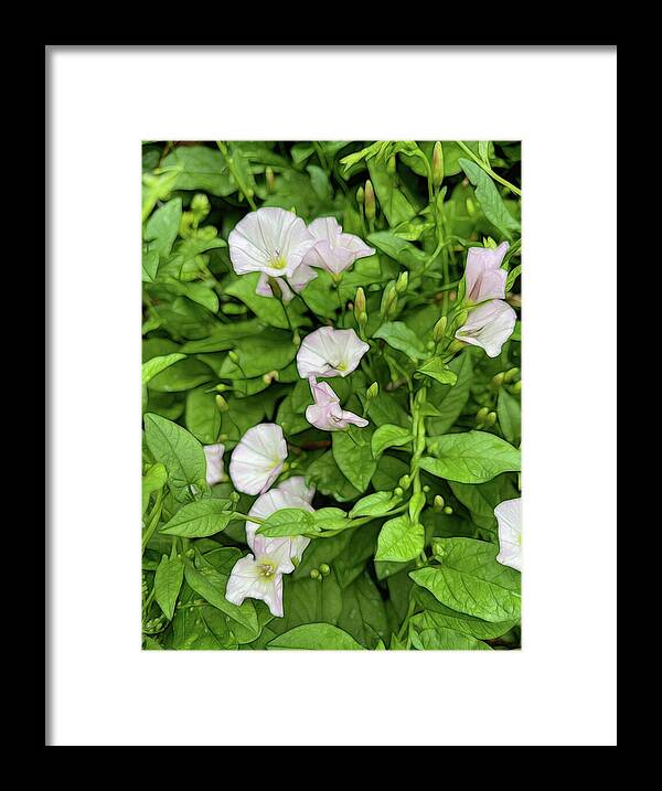 Morning Glories - Framed Print