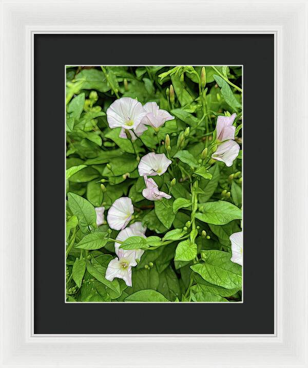 Morning Glories - Framed Print