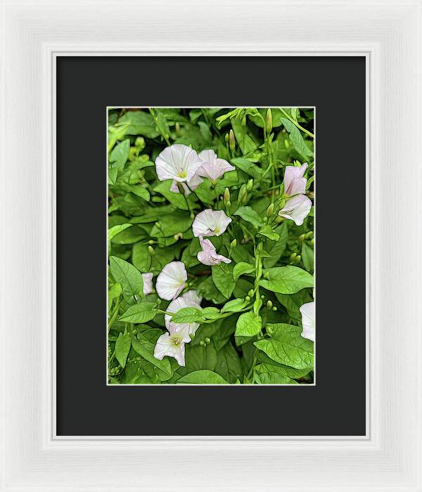 Morning Glories - Framed Print