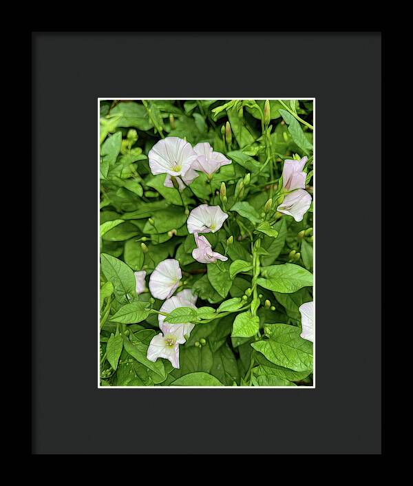 Morning Glories - Framed Print