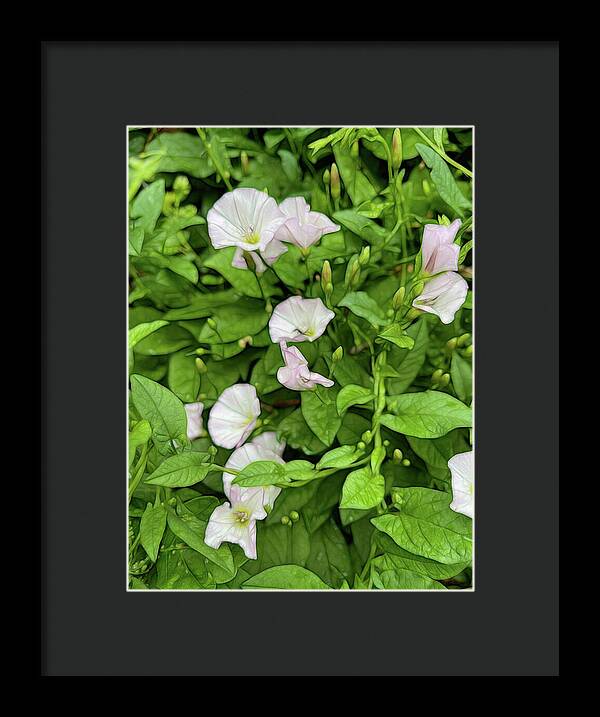 Morning Glories - Framed Print