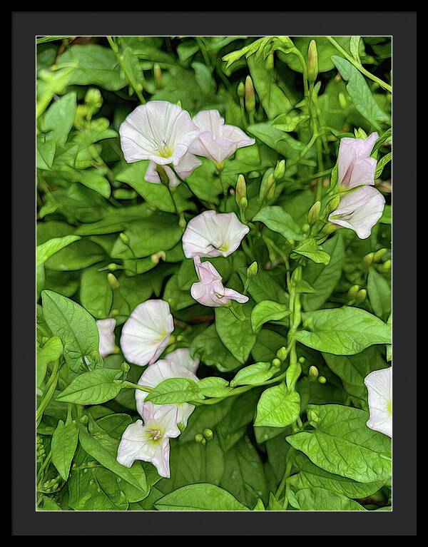 Morning Glories - Framed Print