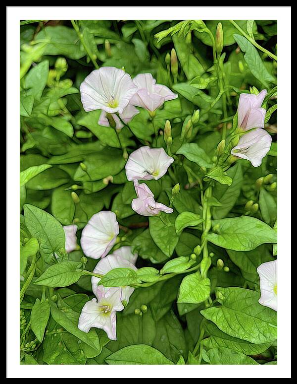 Morning Glories - Framed Print