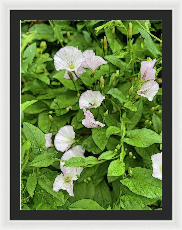 Morning Glories - Framed Print