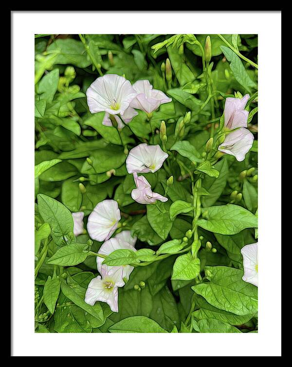 Morning Glories - Framed Print