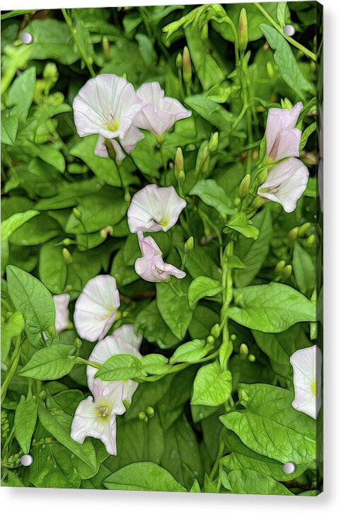 Morning Glories - Acrylic Print