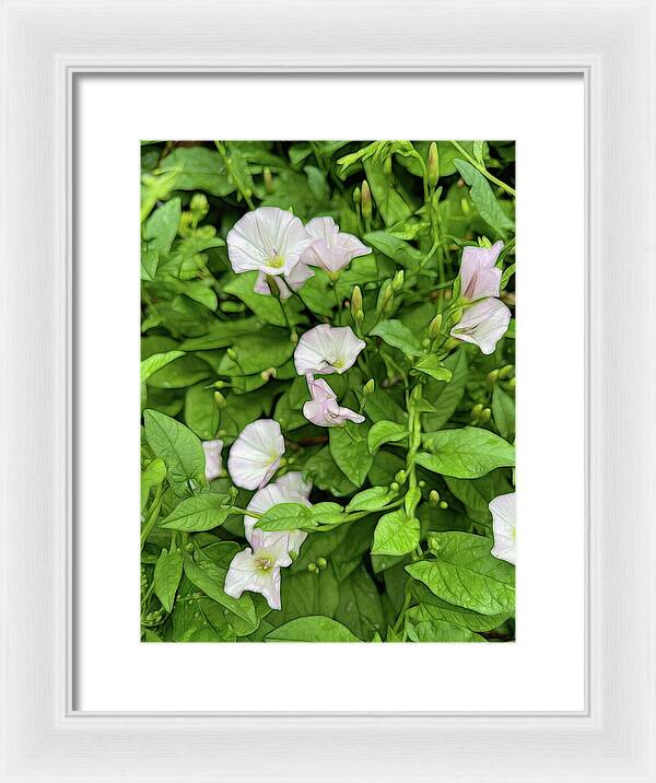 Morning Glories - Framed Print