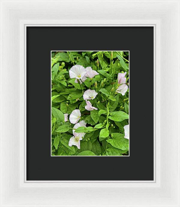 Morning Glories - Framed Print