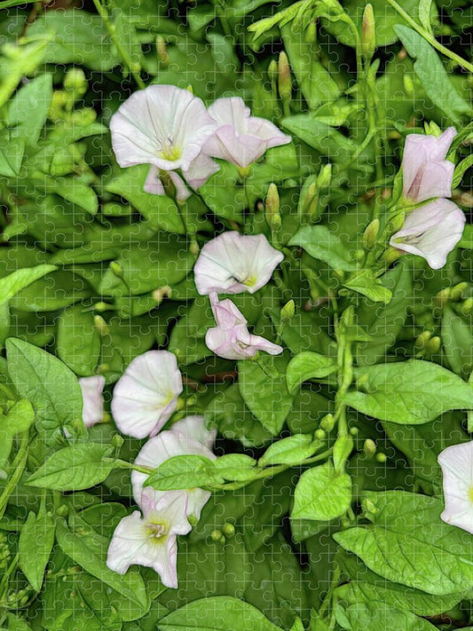 Morning Glories - Puzzle