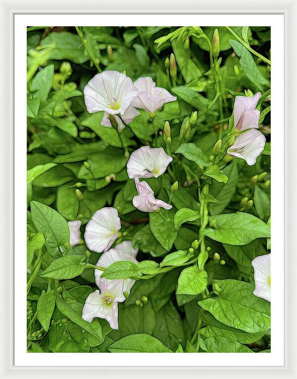 Morning Glories - Framed Print