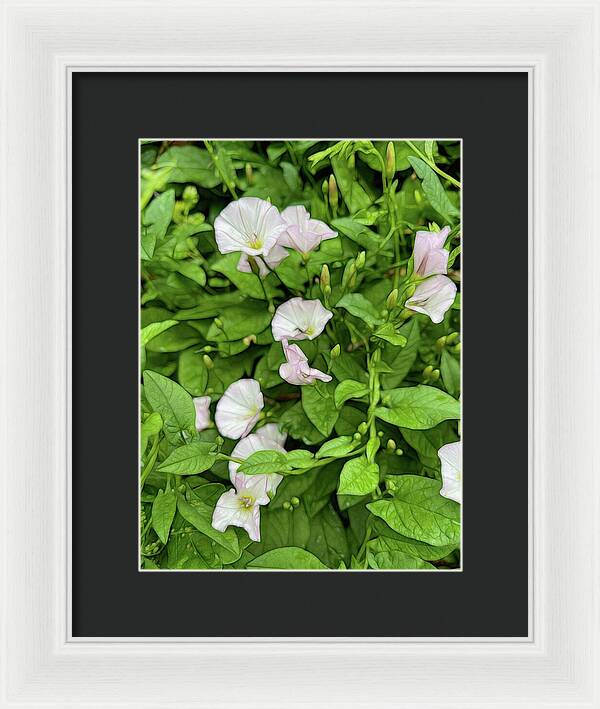 Morning Glories - Framed Print