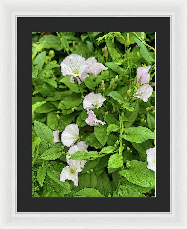 Morning Glories - Framed Print