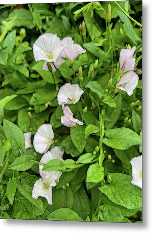 Morning Glories - Metal Print