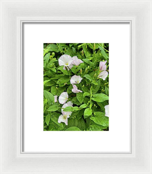 Morning Glories - Framed Print