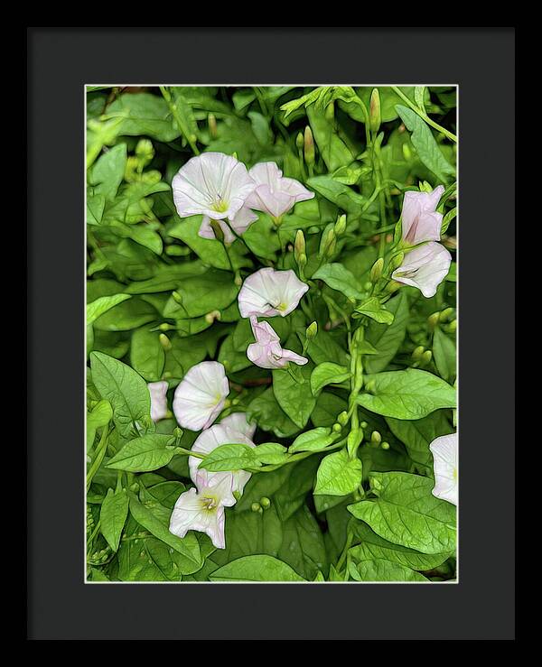 Morning Glories - Framed Print