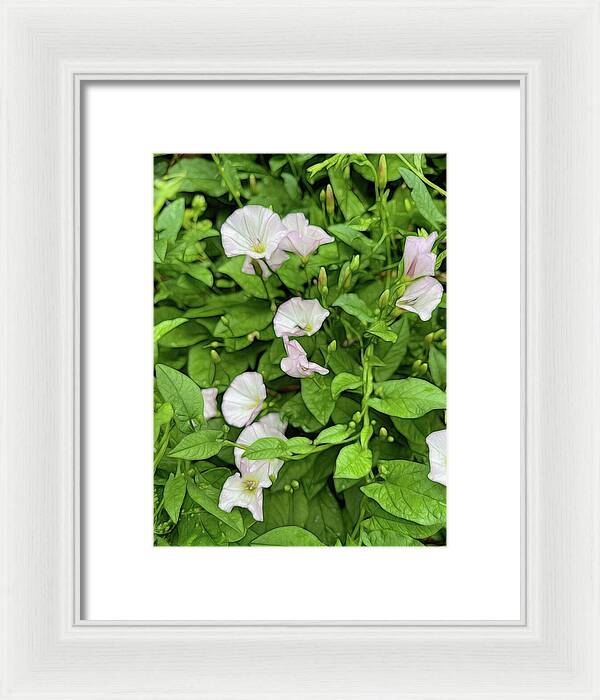 Morning Glories - Framed Print