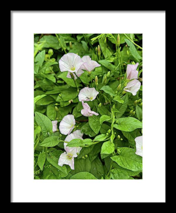 Morning Glories - Framed Print