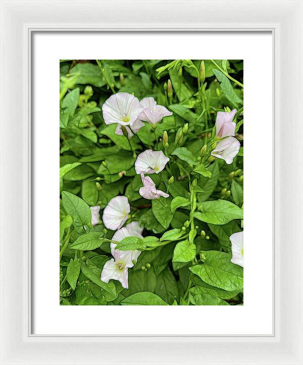 Morning Glories - Framed Print