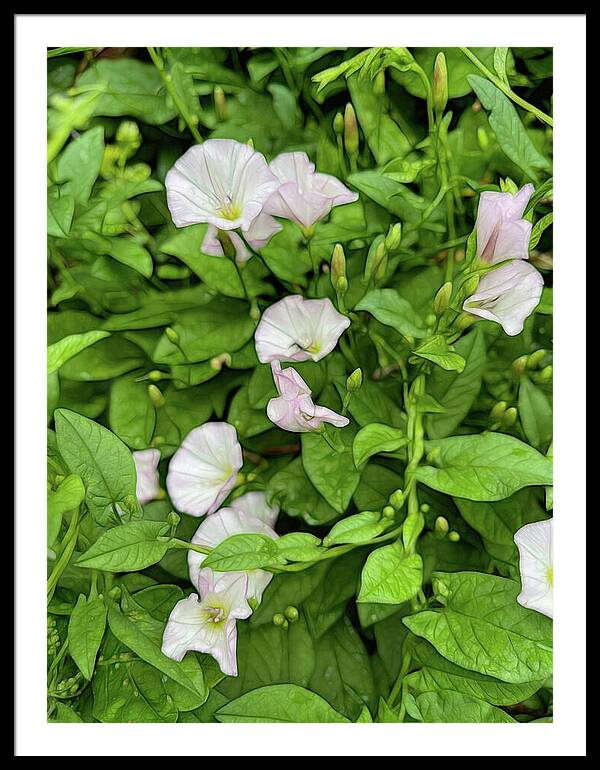 Morning Glories - Framed Print