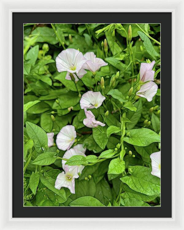 Morning Glories - Framed Print