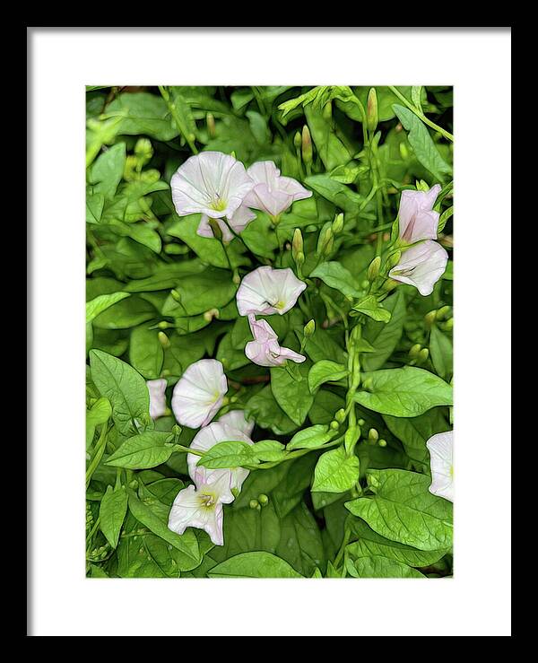 Morning Glories - Framed Print