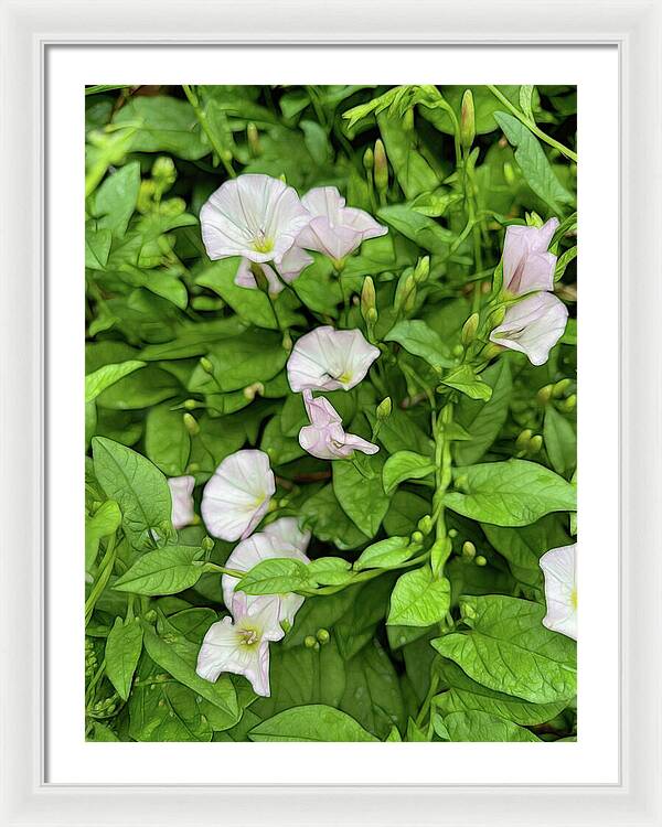 Morning Glories - Framed Print