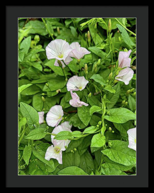 Morning Glories - Framed Print