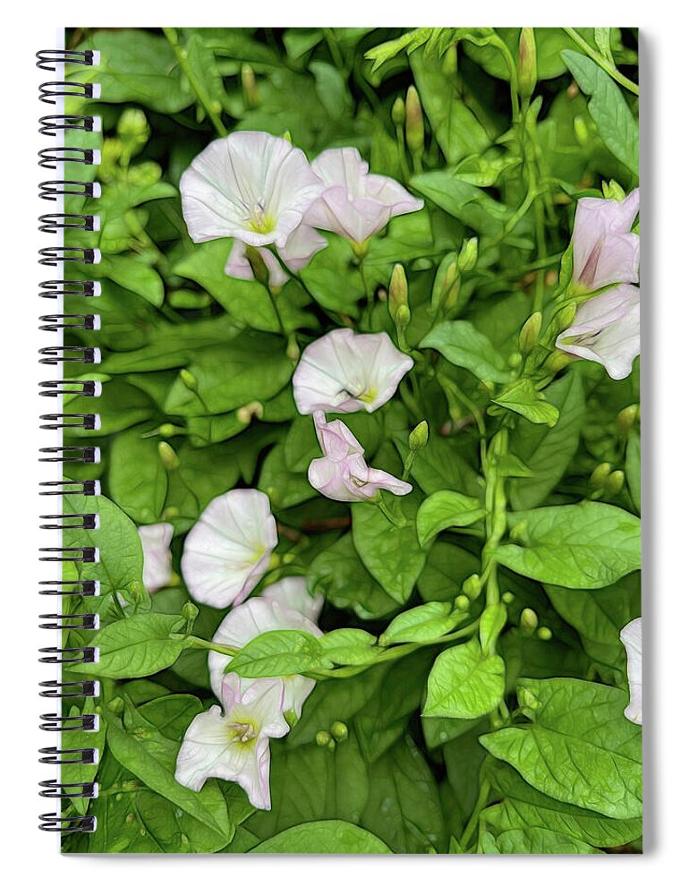 Morning Glories - Spiral Notebook