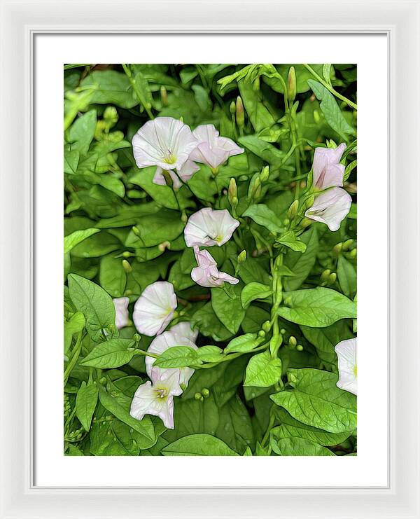 Morning Glories - Framed Print