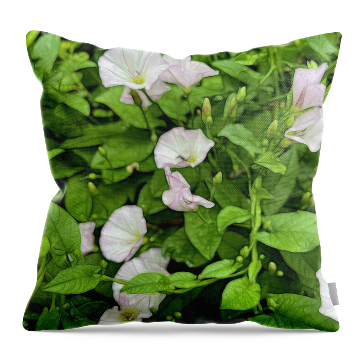 Morning Glories - Throw Pillow