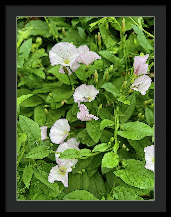 Morning Glories - Framed Print