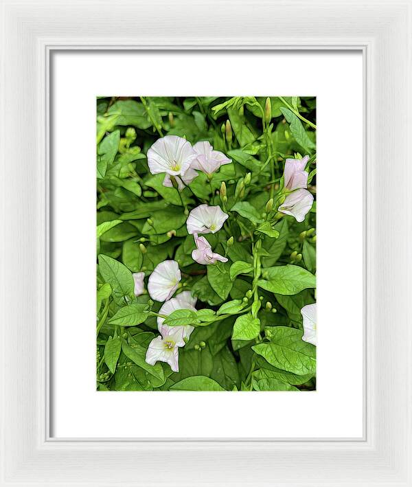 Morning Glories - Framed Print