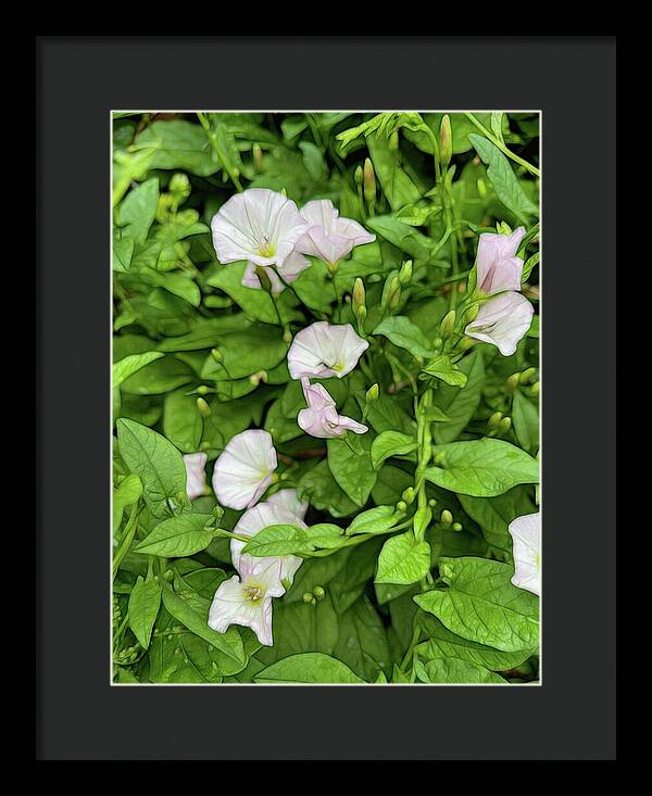 Morning Glories - Framed Print