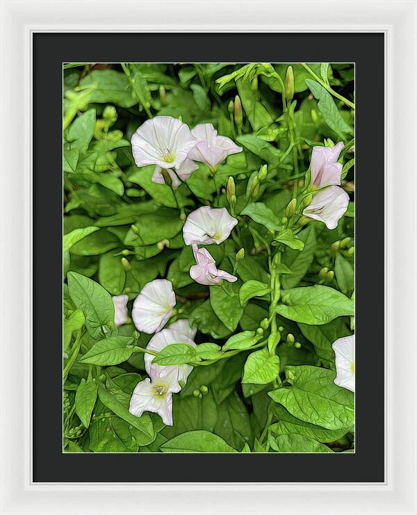 Morning Glories - Framed Print