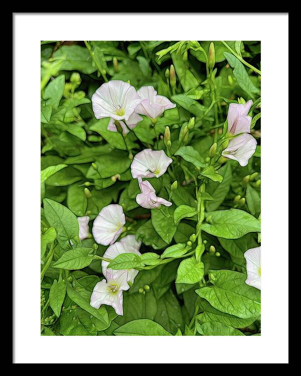 Morning Glories - Framed Print